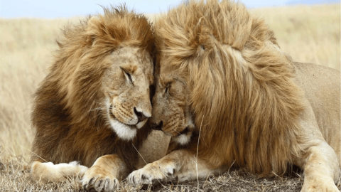 Lion-1920